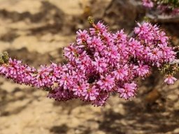 Erica inaequalis flowering branch